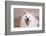 American Eskimo Dog Lying on the Patio-Zandria Muench Beraldo-Framed Photographic Print