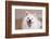 American Eskimo Dog Lying on the Patio-Zandria Muench Beraldo-Framed Photographic Print