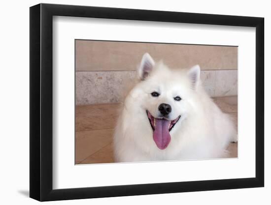 American Eskimo Dog Lying on the Patio-Zandria Muench Beraldo-Framed Photographic Print