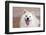 American Eskimo Dog Lying on the Patio-Zandria Muench Beraldo-Framed Photographic Print