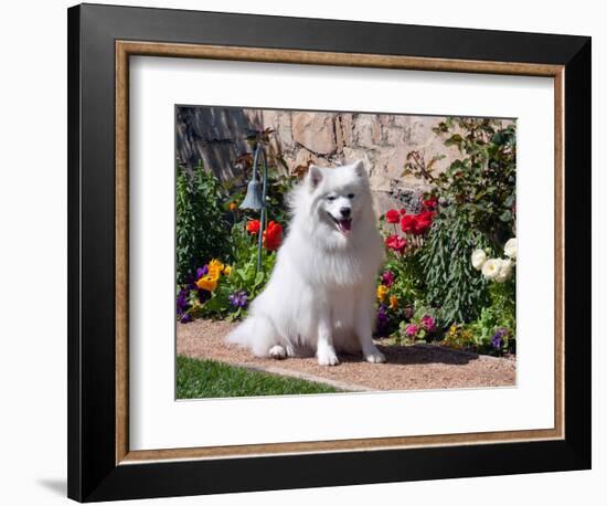 American Eskimo Dog on Garden Path with Flowers-Zandria Muench Beraldo-Framed Photographic Print