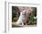 American Eskimo Dog on Garden Path with Flowers-Zandria Muench Beraldo-Framed Photographic Print
