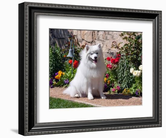 American Eskimo Dog on Garden Path with Flowers-Zandria Muench Beraldo-Framed Photographic Print