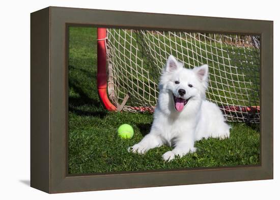 American Eskimo, Los Angeles, California, Mr and Pr-Zandria Muench Beraldo-Framed Premier Image Canvas