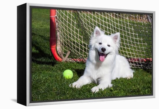 American Eskimo, Los Angeles, California, Mr and Pr-Zandria Muench Beraldo-Framed Premier Image Canvas