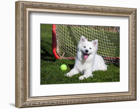 American Eskimo, Los Angeles, California, Mr and Pr-Zandria Muench Beraldo-Framed Photographic Print