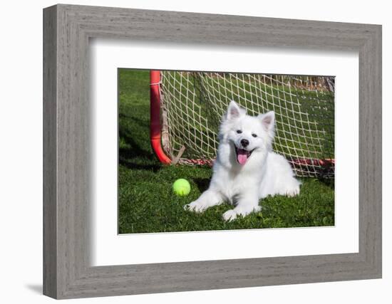 American Eskimo, Los Angeles, California, Mr and Pr-Zandria Muench Beraldo-Framed Photographic Print