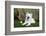 American Eskimo, Los Angeles, California, Mr and Pr-Zandria Muench Beraldo-Framed Photographic Print