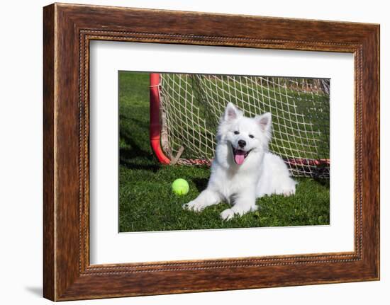 American Eskimo, Los Angeles, California, Mr and Pr-Zandria Muench Beraldo-Framed Photographic Print