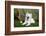 American Eskimo, Los Angeles, California, Mr and Pr-Zandria Muench Beraldo-Framed Photographic Print