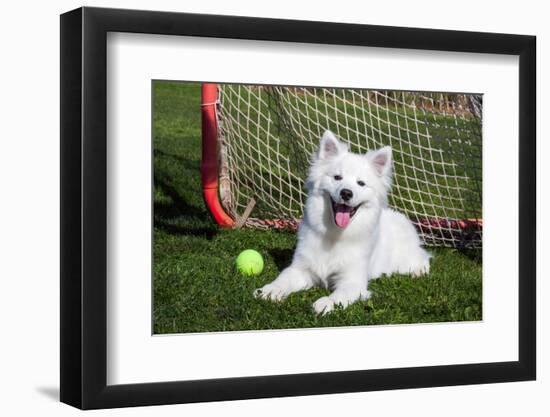 American Eskimo, Los Angeles, California, Mr and Pr-Zandria Muench Beraldo-Framed Photographic Print