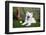 American Eskimo, Los Angeles, California, Mr and Pr-Zandria Muench Beraldo-Framed Photographic Print