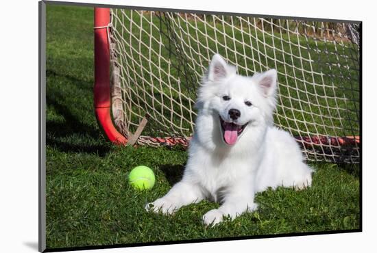 American Eskimo, Los Angeles, California, Mr and Pr-Zandria Muench Beraldo-Mounted Photographic Print