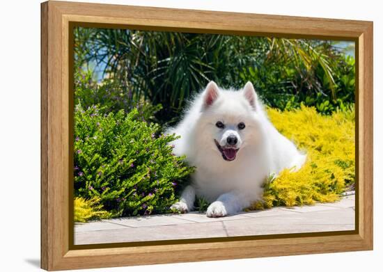 American Eskimo Lying in Garden Plants-Zandria Muench Beraldo-Framed Premier Image Canvas