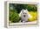 American Eskimo Lying in Garden Plants-Zandria Muench Beraldo-Framed Premier Image Canvas