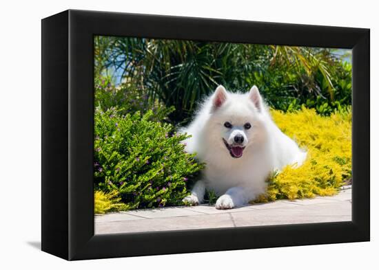 American Eskimo Lying in Garden Plants-Zandria Muench Beraldo-Framed Premier Image Canvas