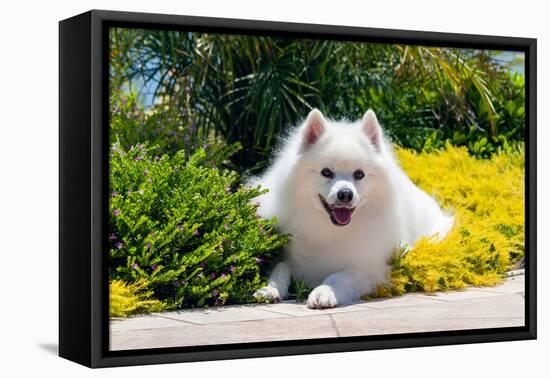 American Eskimo Lying in Garden Plants-Zandria Muench Beraldo-Framed Premier Image Canvas