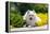 American Eskimo Lying in Garden Plants-Zandria Muench Beraldo-Framed Premier Image Canvas