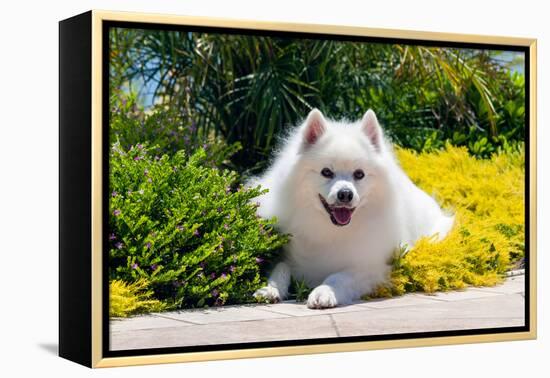 American Eskimo Lying in Garden Plants-Zandria Muench Beraldo-Framed Premier Image Canvas