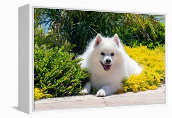 American Eskimo Lying in Garden Plants-Zandria Muench Beraldo-Framed Premier Image Canvas