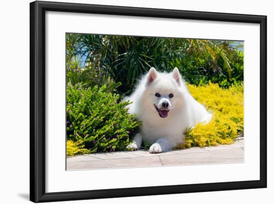 American Eskimo Lying in Garden Plants-Zandria Muench Beraldo-Framed Photographic Print