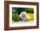 American Eskimo Lying in Garden Plants-Zandria Muench Beraldo-Framed Photographic Print