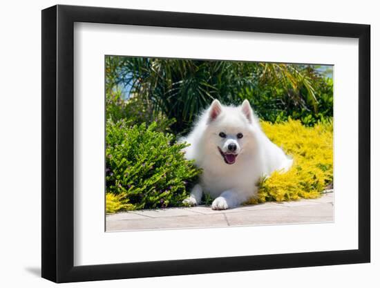 American Eskimo Lying in Garden Plants-Zandria Muench Beraldo-Framed Photographic Print