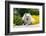 American Eskimo Lying in Garden Plants-Zandria Muench Beraldo-Framed Photographic Print