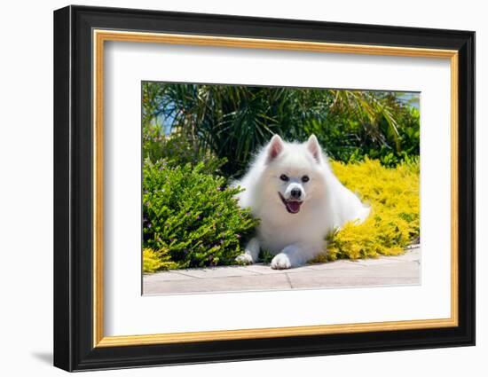 American Eskimo Lying in Garden Plants-Zandria Muench Beraldo-Framed Photographic Print