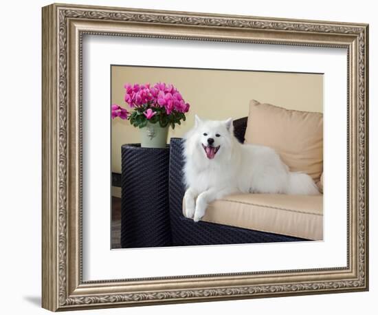 American Eskimo Lying on Patio Couch-Zandria Muench Beraldo-Framed Photographic Print