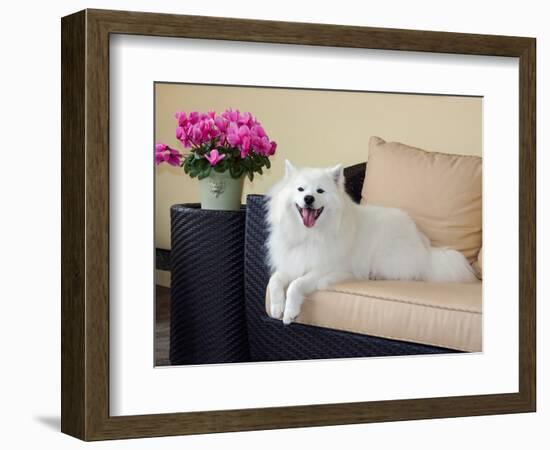 American Eskimo Lying on Patio Couch-Zandria Muench Beraldo-Framed Photographic Print