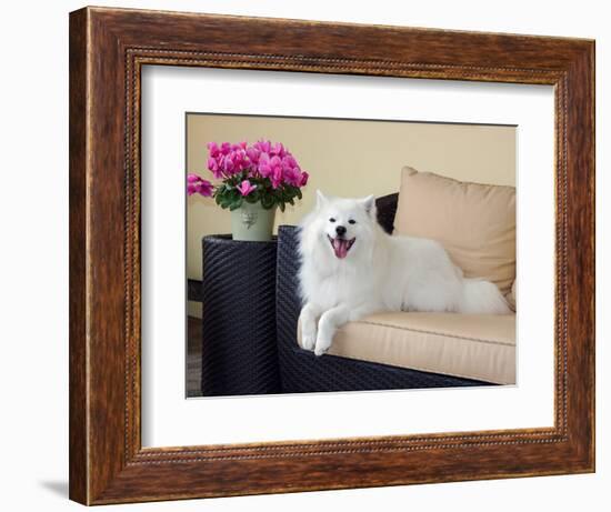 American Eskimo Lying on Patio Couch-Zandria Muench Beraldo-Framed Photographic Print