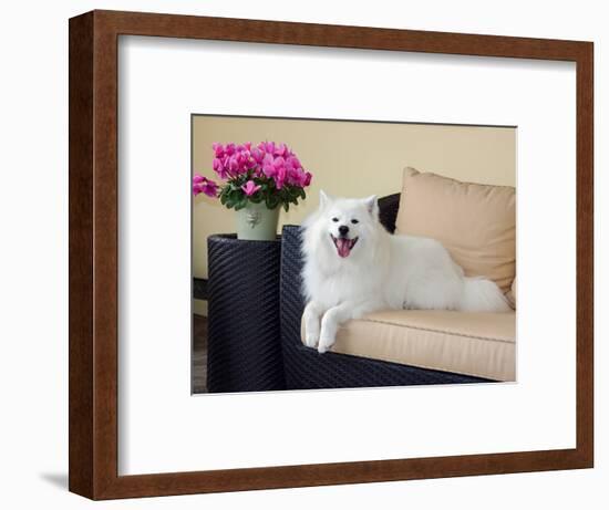 American Eskimo Lying on Patio Couch-Zandria Muench Beraldo-Framed Photographic Print