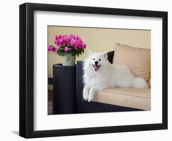 American Eskimo Lying on Patio Couch-Zandria Muench Beraldo-Framed Photographic Print