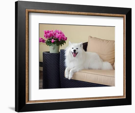 American Eskimo Lying on Patio Couch-Zandria Muench Beraldo-Framed Photographic Print