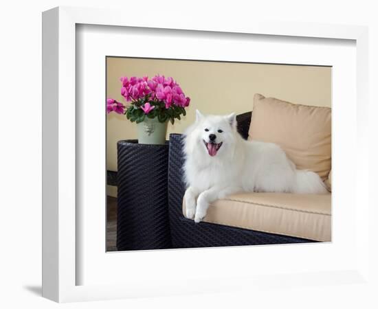 American Eskimo Lying on Patio Couch-Zandria Muench Beraldo-Framed Photographic Print