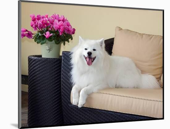 American Eskimo Lying on Patio Couch-Zandria Muench Beraldo-Mounted Photographic Print