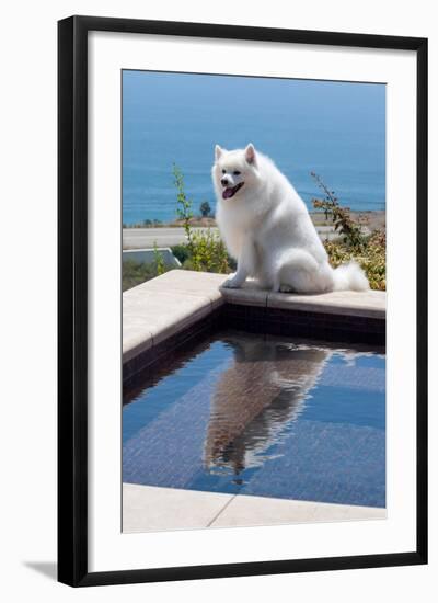 American Eskimo Poolside-Zandria Muench Beraldo-Framed Photographic Print