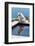 American Eskimo Poolside-Zandria Muench Beraldo-Framed Photographic Print