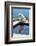 American Eskimo Poolside-Zandria Muench Beraldo-Framed Photographic Print