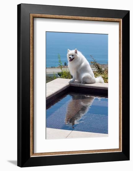 American Eskimo Poolside-Zandria Muench Beraldo-Framed Photographic Print