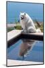 American Eskimo Poolside-Zandria Muench Beraldo-Mounted Photographic Print