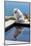 American Eskimo Poolside-Zandria Muench Beraldo-Mounted Photographic Print