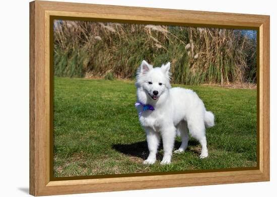 American Eskimo Puppy in Field-Zandria Muench Beraldo-Framed Premier Image Canvas