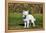 American Eskimo Puppy in Field-Zandria Muench Beraldo-Framed Premier Image Canvas