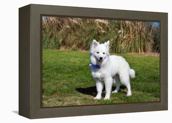 American Eskimo Puppy in Field-Zandria Muench Beraldo-Framed Premier Image Canvas