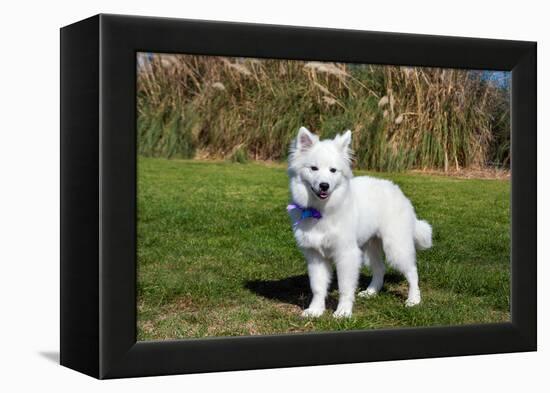 American Eskimo Puppy in Field-Zandria Muench Beraldo-Framed Premier Image Canvas