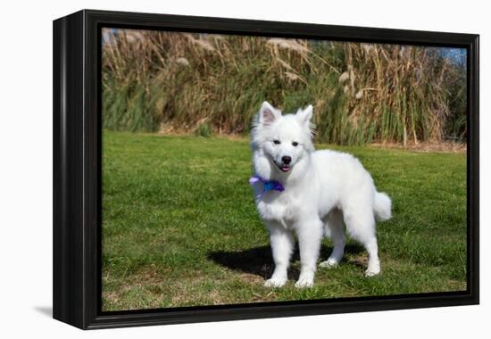 American Eskimo Puppy in Field-Zandria Muench Beraldo-Framed Premier Image Canvas