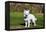 American Eskimo Puppy in Field-Zandria Muench Beraldo-Framed Premier Image Canvas