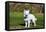 American Eskimo Puppy in Field-Zandria Muench Beraldo-Framed Premier Image Canvas